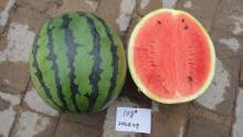 Mid maturity round hybrid watermelon seeds