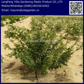 Fruit trees drip irrigation pipe