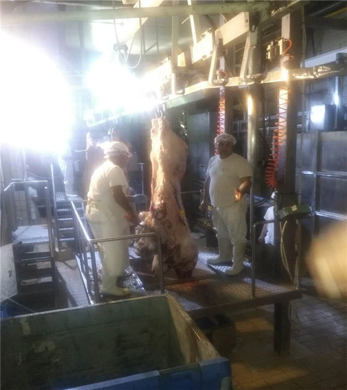 Automatic Pig Slaughterhouse Equipment with High Efficiency