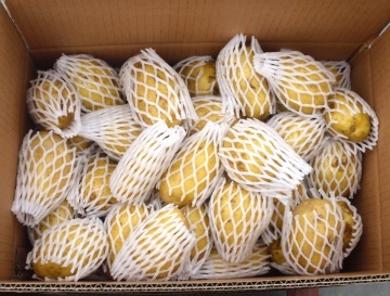 Fresh jiaozhou yellow potatos