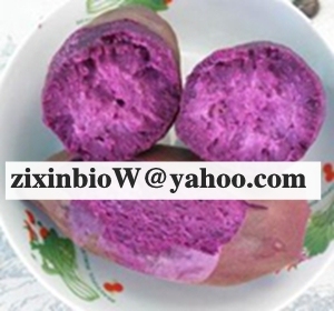 Purple Sweet Potato Color