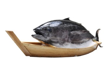 Frozen Whole High Grade Tuna