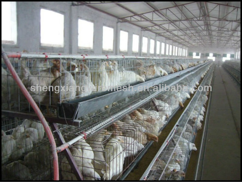 Cheap chicken animals battery cages layer price system with auto feeder drinker and cleaner