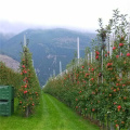 10% acide titration de cidre de pomme en poudre