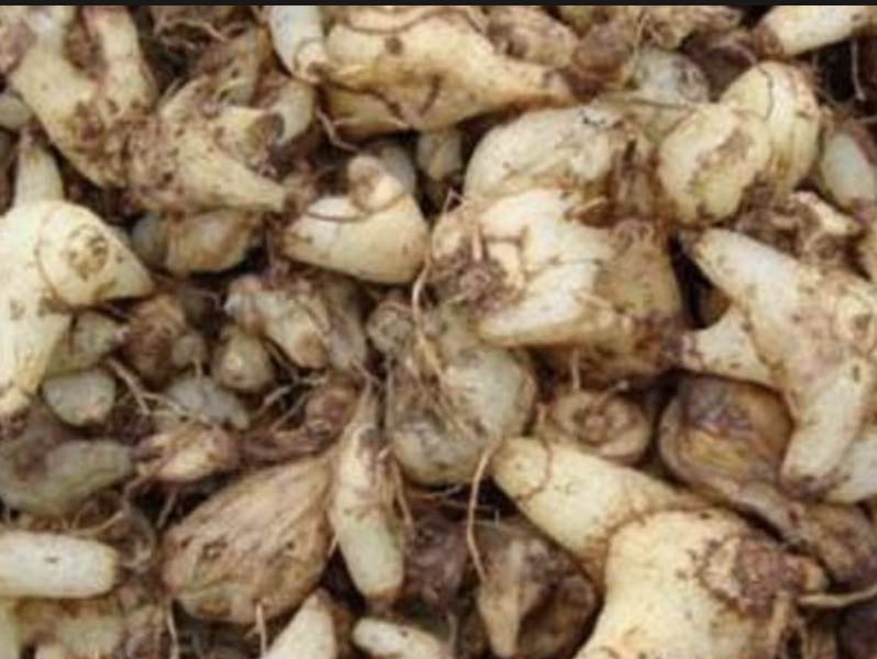 Натуральный порошок экстракта блетиллы Natural Bletilla Extract Powder