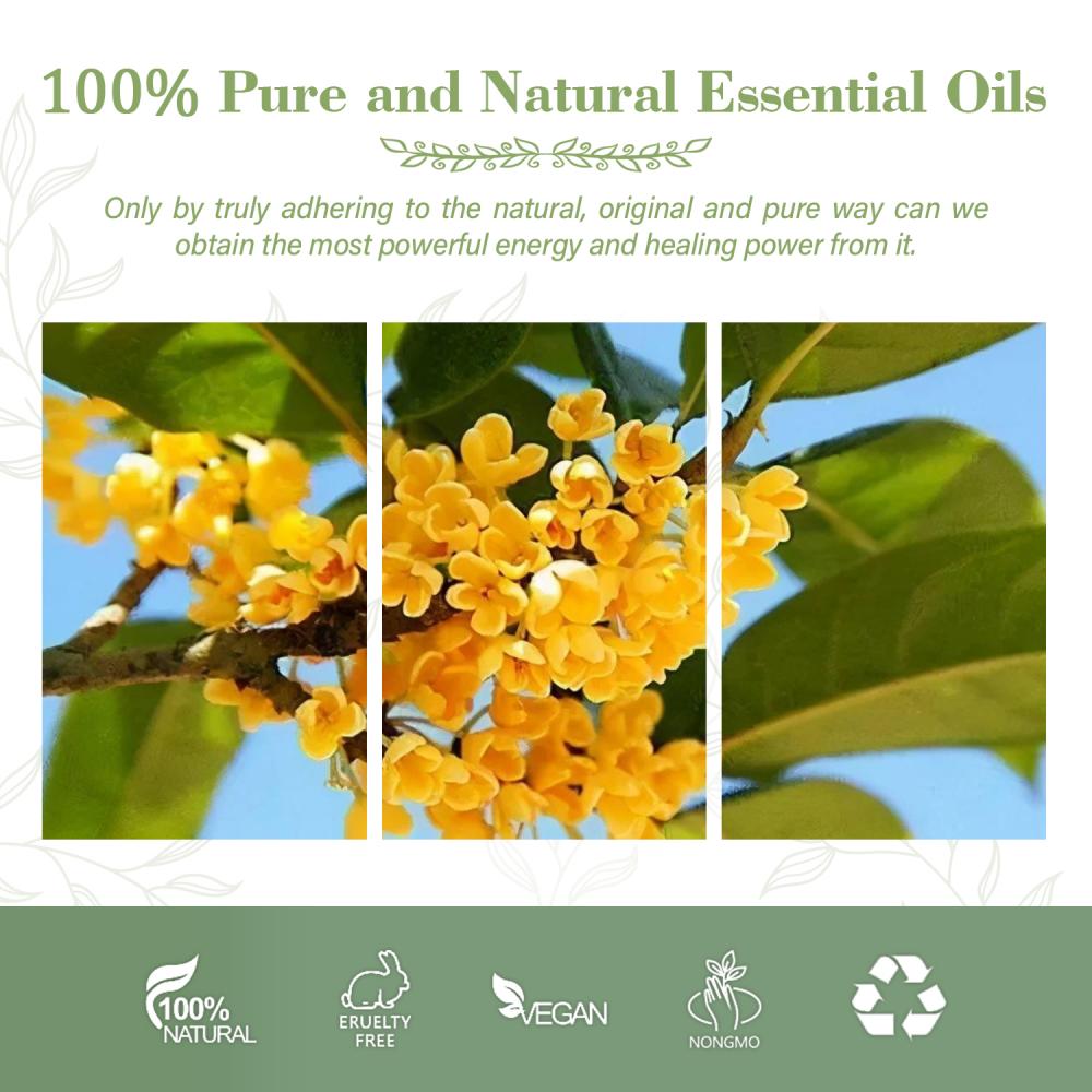 Venda inteira fragrância de flor Osmanthus Óleo para grau cosmético