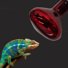 Warming Reptile Light Bulb: UVA R80/R63 100W/150W