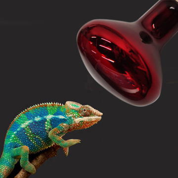 Warming Reptile Light Bulb: UVA R80/R63 100W/150W