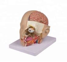 Brain Anatomic Model - Human Clear Head with 8 Parts
