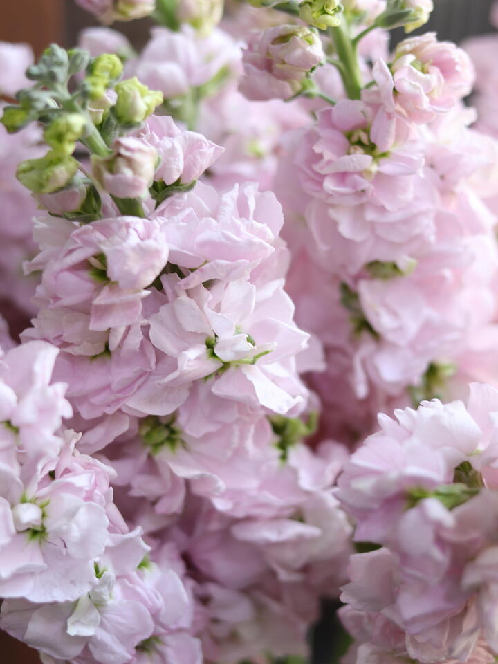 পিঙ্ক ভায়োলেট Pink Violet