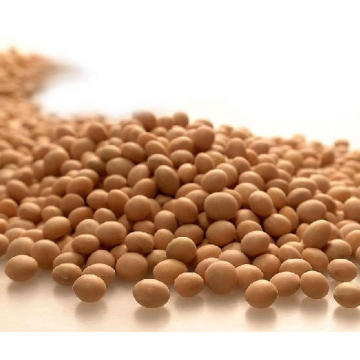 Non-GMO Soy Protein Isolate