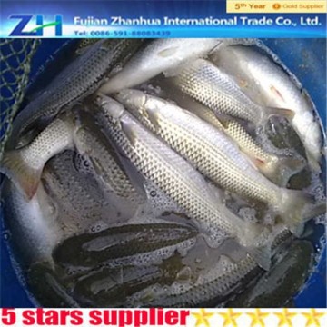 Frozen seafood grey mullet,frozen mullet wholesale