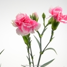 Most Popular Long-Lasting Soap Flower Carnations for Export