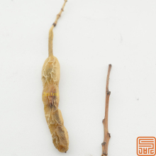 Sophora Japonica Extract Sophoricoside 98%