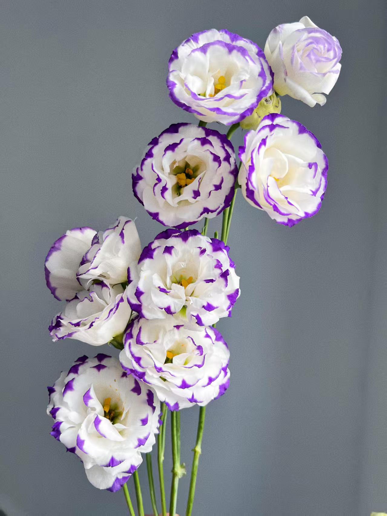 বেগুনি-ধারযুক্ত Lisianthus Purple-edged Lisianthus