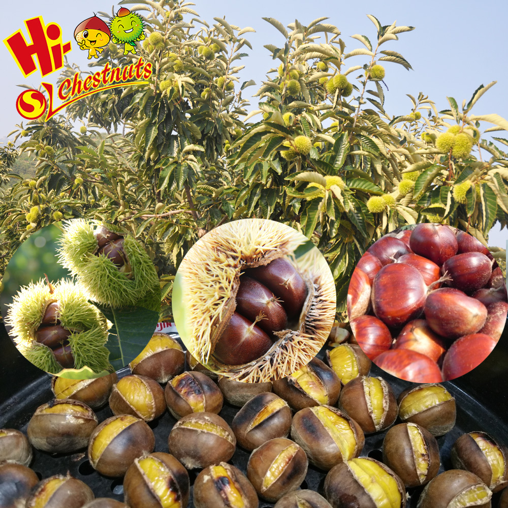 Wholesale OEM Snacks Roasted Peeled Chestnuts