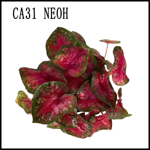 top selling caladium mix factory