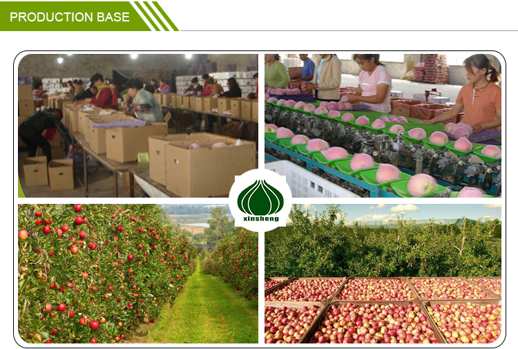 Shaanxi Fresh big red qinguan apple