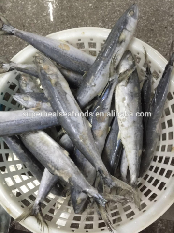 Sea Frozen IQF Spanish Mackerel 300-400g