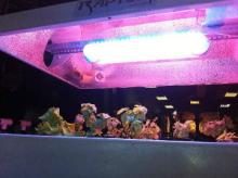 Magnetic induction grow light