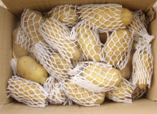 fresh potatoes
