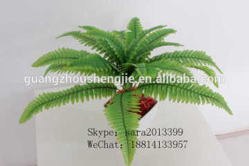 Ormanental foliage plants Spathiphyllum floribundum plants tree