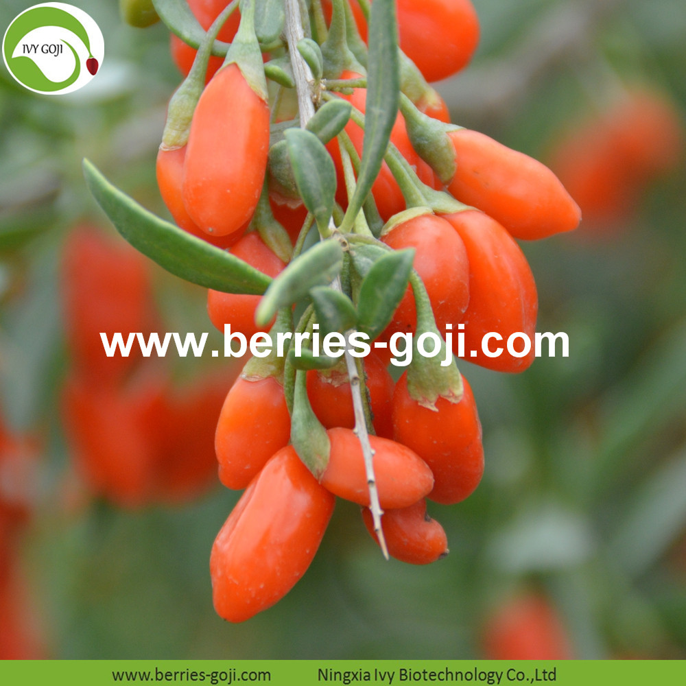 Factory Supply Fruit Natural Mechanical Dried Goji Berries