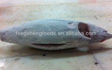 sashimi grade frozen yellowfin tuna longline
