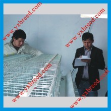 Pyramide Cages a Poules Couche De Batterie (A4L120)