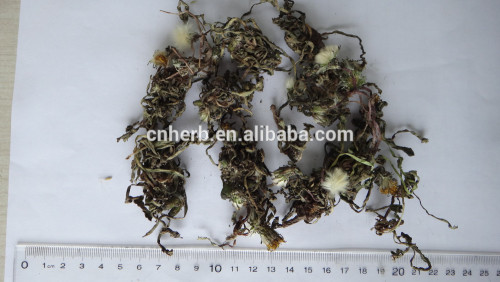 Dried Green Dandelion Leaf/Pu Gong Ying Ye/dried green leaf