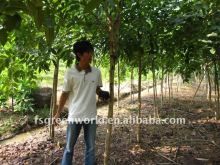 Cassia fistula flowering trees