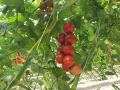 PP UV Stabil Tomat Twine Pepper Tying