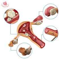 Uterus and Female Reproductive Organs Anatomical Model for Medical Science