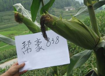High-Quality Natural corn Gold Seeds