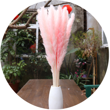 Natural Pink Reed Small Pampas Grass for Home and Wedding Decorations