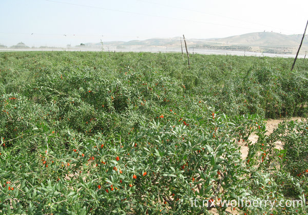 Goji Berry