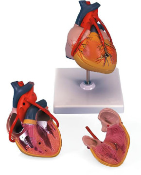 Heart bypass model