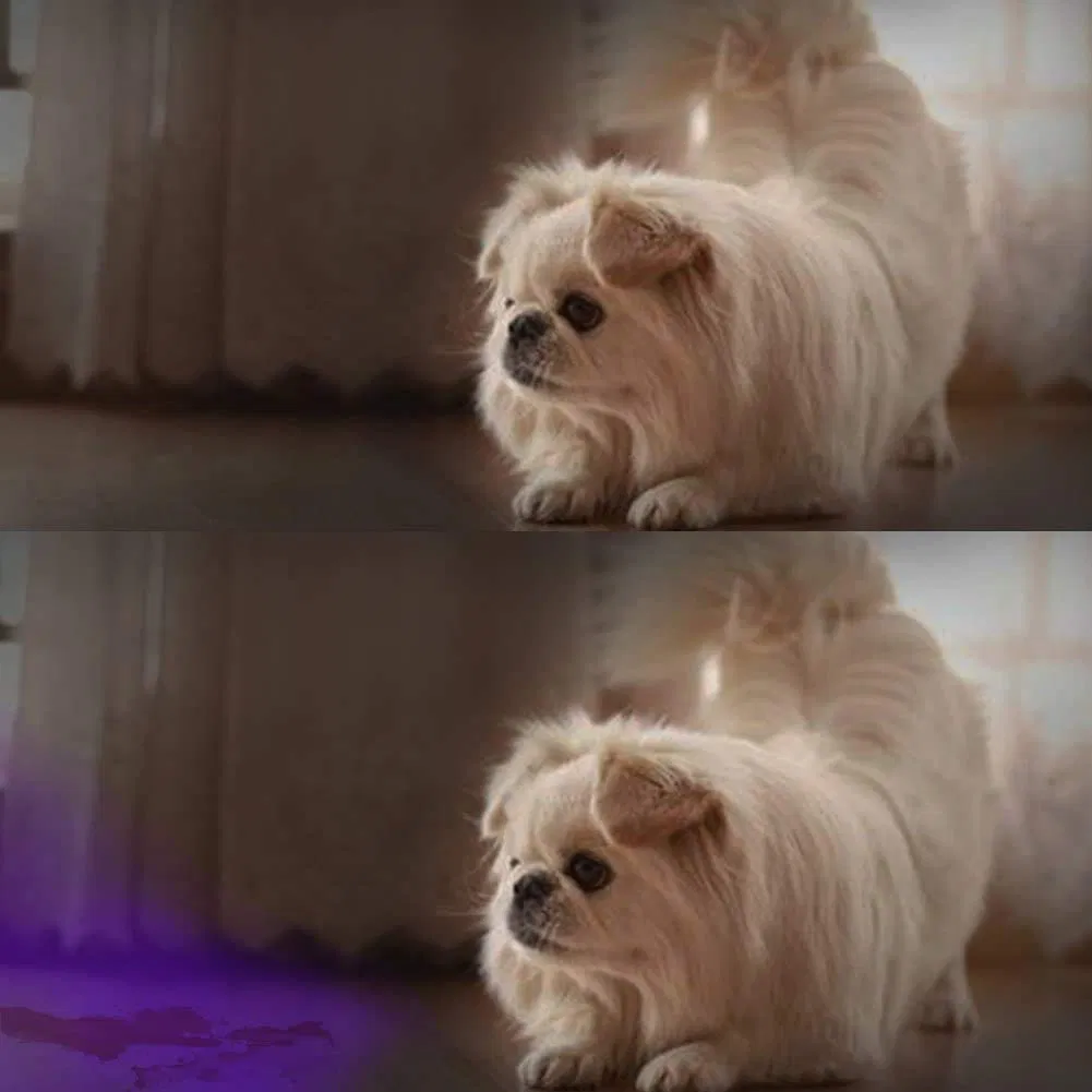 Portable Handheld Torch for Eliminating Dog Urine Stains