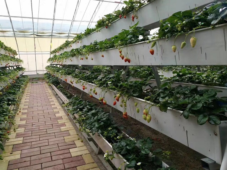 NFT Hydroponic Growing Gully for Greenhouse