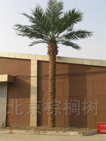 Wodyetia Bifurcata Foxtail Palm Trees Mature Plants & Seedlings Suppliers Growers