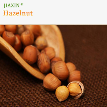 Organic Hazelnuts Natural Taste Hazel Nuts for Export