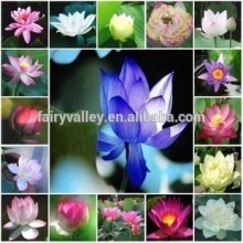 High Germination Rate Organic Lotus seed For Growing Beautiful Lotus Flowers