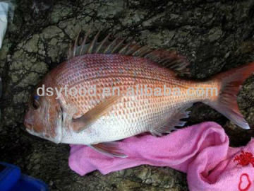 Clean Red Seabream Fish