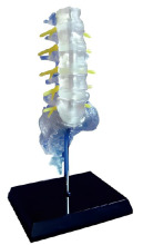 Transparent lumbar sacral vertebra and spinal nerve model