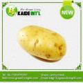 Palatáveis baratas batatas frescas