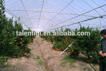Greenhouse film for Orange growing