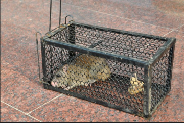 Multi Catch Mouse Trap