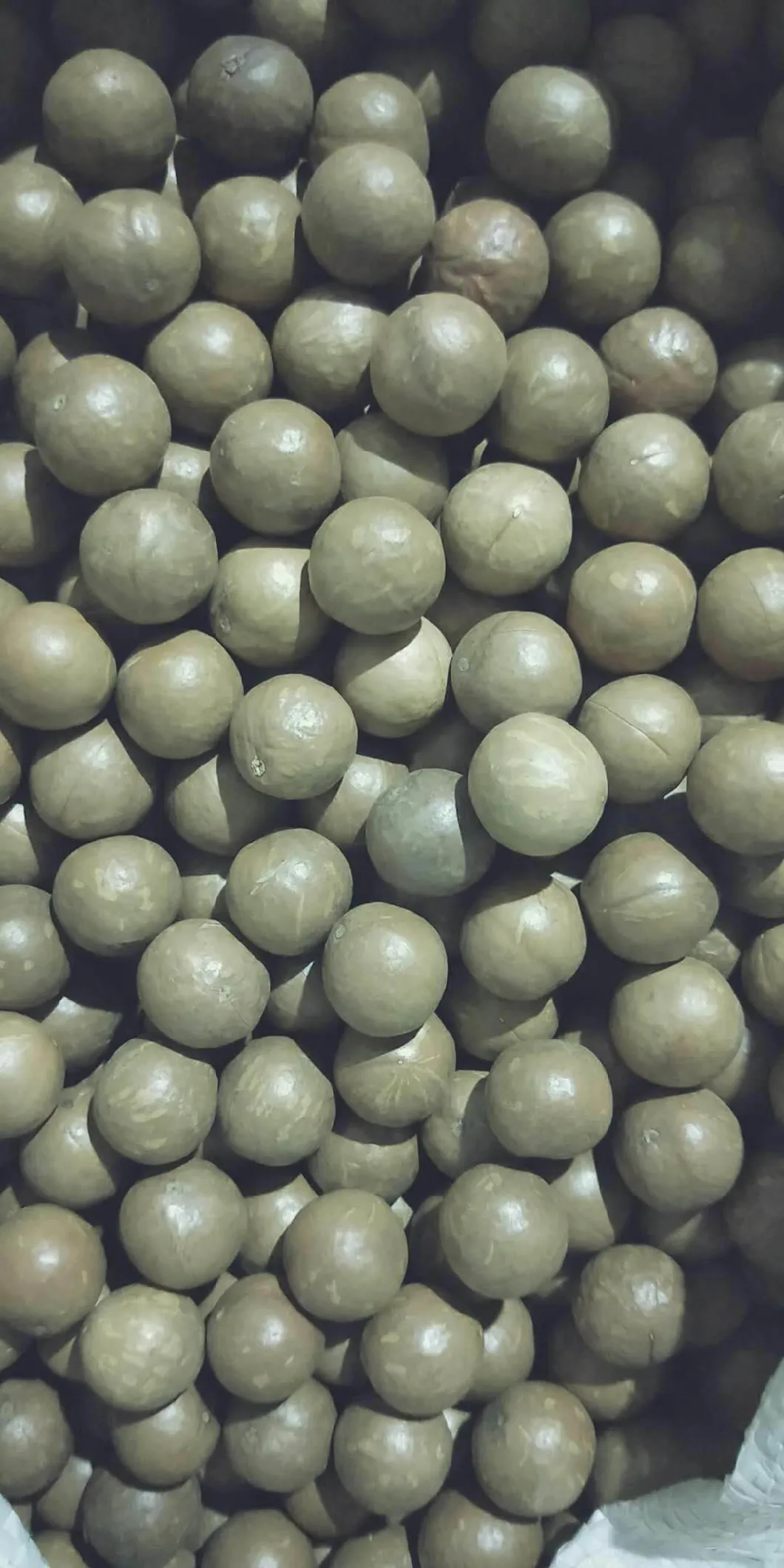 Hot Sale Raw Macadamia Fresh Macadamia Nut in Shell