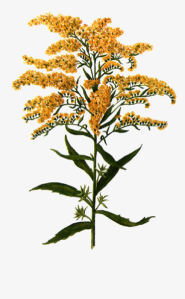 Goldenrod Extract