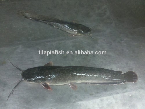 New Fresh Frozen Catfish 500-3000g on sale